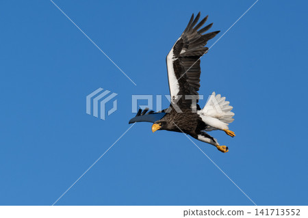 Under the blue sky, Steller's sea eagles and white-tailed eagles, natural monuments, migrate to the frozen lakes and coastlines of Shiretoko and Nemuro in the depths of winter. Under the blue sky, Steller's sea eagles and white-tailed eagles, natural monuments, migrate to the frozen lakes and coastlines of Shiretoko and Nemuro in the depths of winter. 141713552