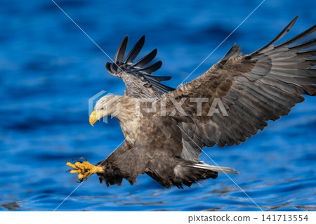 Under the blue sky, Steller's sea eagles and white-tailed eagles, natural monuments, migrate to the frozen lakes and coastlines of Shiretoko and Nemuro in the depths of winter. Under the blue sky, Steller's sea eagles and white-tailed eagles, natural monuments, migrate to the frozen lakes and coastlines of Shiretoko and Nemuro in the depths of winter. 141713554