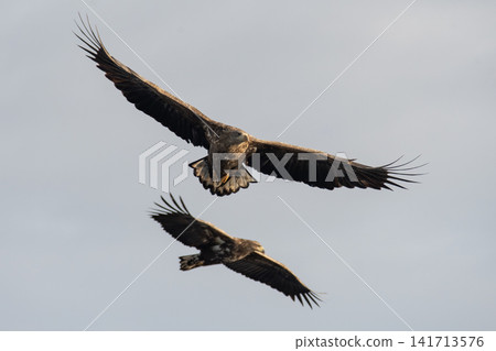 Under the blue sky, Steller's sea eagles and white-tailed eagles, natural monuments, migrate to the frozen lakes and coastlines of Shiretoko and Nemuro in the depths of winter. Under the blue sky, Steller's sea eagles and white-tailed eagles, natural monuments, migrate to the frozen lakes and coastlines of Shiretoko and Nemuro in the depths of winter. 141713576