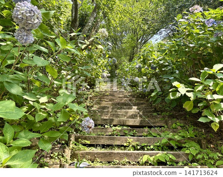 一條兩旁種滿繡球花的階梯通往山頂。 一條兩旁種滿繡球花的階梯通往山頂。 141713624