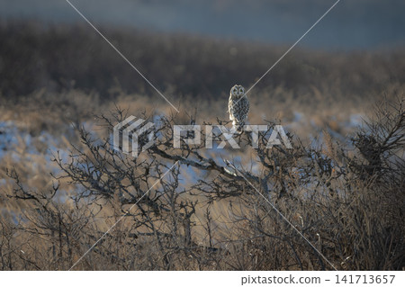 A winter bird, the short-eared owl, perched on a dead tree branch in the winter twilight: A beautiful owl perched on a dead tree branch in the plains of Hokkaido in December. 141713657