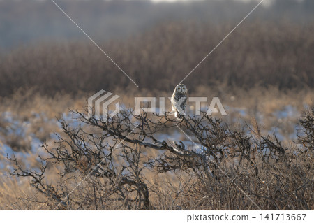 A winter bird, the short-eared owl, perched on a dead tree branch in the winter twilight: A beautiful owl perched on a dead tree branch in the plains of Hokkaido in December. A winter bird, the short-eared owl, perched on a dead tree branch in the winter twilight: A beautiful owl perched on a dead tree branch in the plains of Hokkaido in December. 141713667
