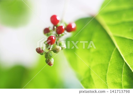 Coralberry - Red-colored berries Coralberry - Red-colored berries 141713798