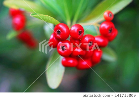 火棘——漿果變紅 141713809