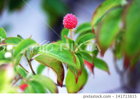 Red fruit of Yamabote Red fruit of Yamabote 141713815