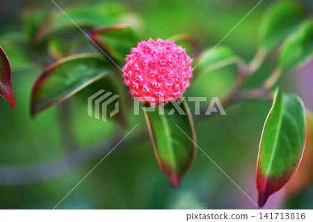 Red fruit of Yamabote Red fruit of Yamabote 141713816