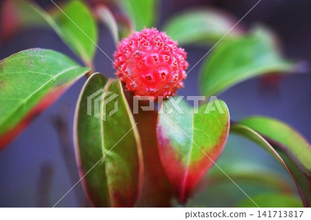 Yamabote的紅色果子 Yamabote的紅色果子 141713817