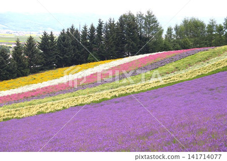 Colorful flower garden 141714077
