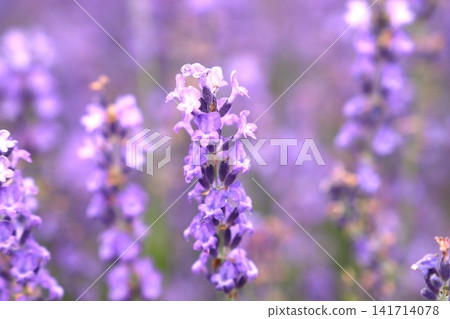 Lavender flowers in a lavender field Lavender flowers in a lavender field 141714078