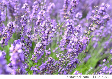 Lavender flowers in full bloom Lavender flowers in full bloom 141714079