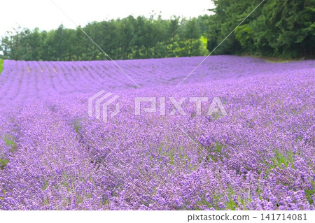 Beautiful lavender field Beautiful lavender field 141714081