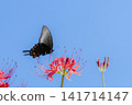 Higanki flower and cucurbit 141714147