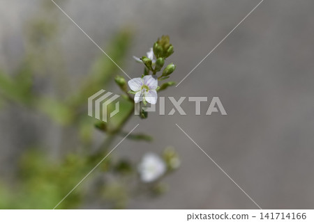 Kawadisha的花 Kawadisha的花 141714166