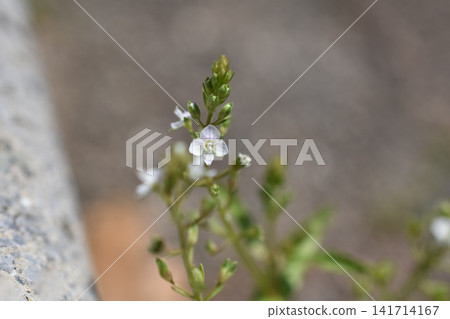 Kawadisha's flower Kawadisha's flower 141714167