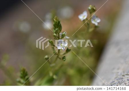 Kawadisha的花 Kawadisha的花 141714168