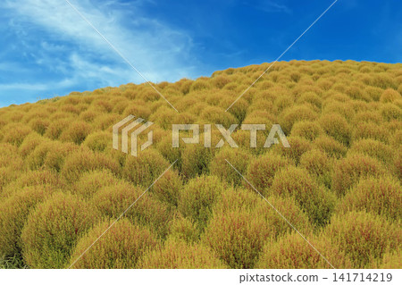 The kochia hills are beginning to change color. The kochia hills are beginning to change color. 141714219
