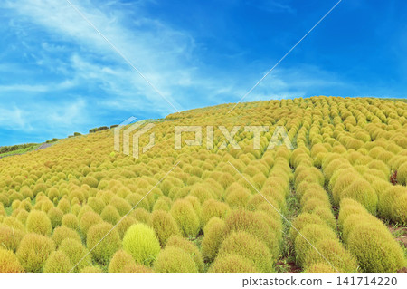 A scene of kochia plants viewed against a blue sky. A scene of kochia plants viewed against a blue sky. 141714220