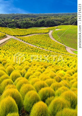 The kochia fields on the hill have begun to change color. The kochia fields on the hill have begun to change color. 141714223