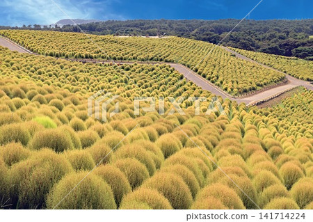 The kochia plants planted across the field have begun to turn red. The kochia plants planted across the field have begun to turn red. 141714224