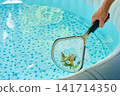 Person cleaning swimming pool with skimmer net 141714350