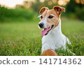 Jack Russell Terrier dog resting on grass with toy ball 141714362