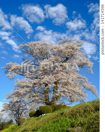 [Fukushima Cherry Blossoms] Nanahayagi Tenjin Cherry Tree_01 141714506