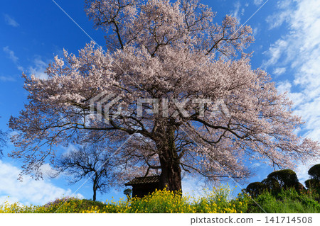 [Fukushima Cherry Blossoms] Nanahayagi Tenjin Cherry Tree_07 141714508