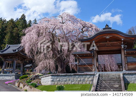 [Fukushima Cherry Blossoms] Cherry blossoms at Jōkōzenji Temple_01 141714509