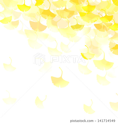 Yellow ginkgo biloba leaves Yellow ginkgo biloba leaves 141714549