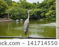 灰鷺（天王寺公園） 141714550