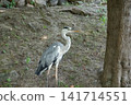 灰鷺（天王寺公園） 141714551