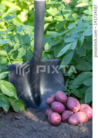 Long red potatoes gathered and a shovel in autumn garden. Long red potatoes gathered and a shovel in autumn garden. 141714587