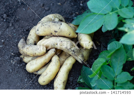 Heap of banana potatoes on the ground in the garden, top view. Heap of banana potatoes on the ground in the garden, top view. 141714593
