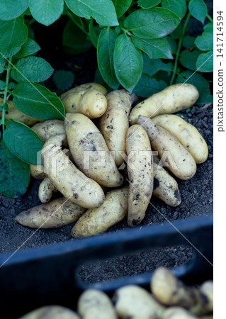Heap of banana potatoes on the ground in the garden and a crate. Heap of banana potatoes on the ground in the garden and a crate. 141714594