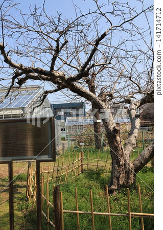 位於東京文京區小石川植物園的牛頓蘋果樹。 位於東京文京區小石川植物園的牛頓蘋果樹。 141714712