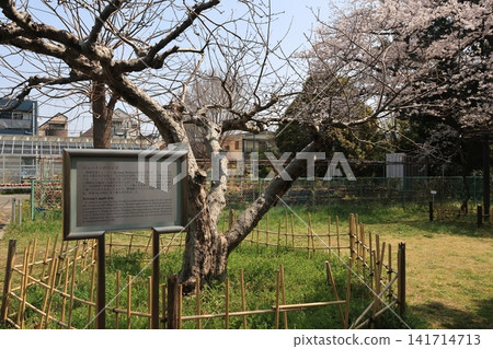 Newton's apple tree at Koishikawa Botanical Garden in Bunkyo Ward, Tokyo. Newton's apple tree at Koishikawa Botanical Garden in Bunkyo Ward, Tokyo. 141714713