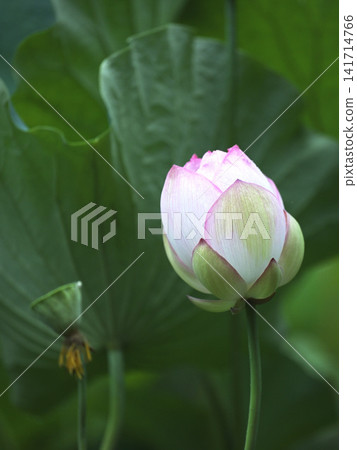 荷花含苞待放;夏日荷塘景色。 荷花含苞待放;夏日荷塘景色。 141714766