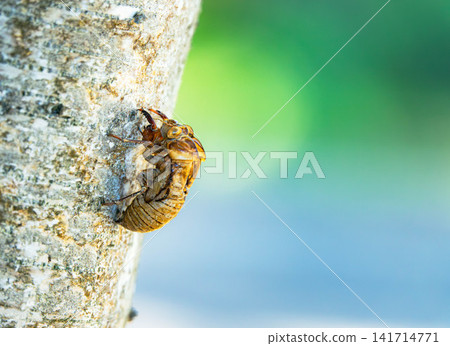 A scene of a cicada's exoskeleton found in the shade of a tree under the blazing sun in midsummer. A scene of a cicada's exoskeleton found in the shade of a tree under the blazing sun in midsummer. 141714771