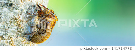 A scene of a cicada's exoskeleton found in the shade of a tree under the blazing sun in midsummer. A scene of a cicada's exoskeleton found in the shade of a tree under the blazing sun in midsummer. 141714778