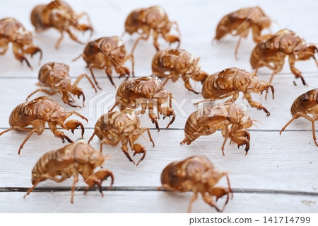 Nogikawa Park: Lots of cicada exoskeletons 141714799