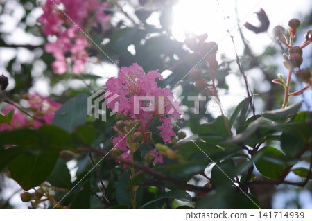 A close-up of pink crape myrtle flowers in backlighting. A close-up of pink crape myrtle flowers in backlighting. 141714939