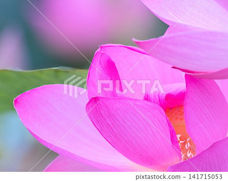 一朵美麗的蓮花 一朵美麗的蓮花 141715053