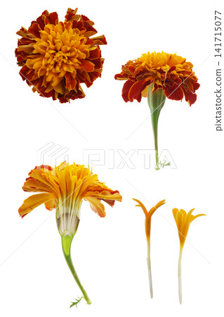 萬壽菊，白色背景 141715077
