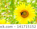 A Taiwanese bamboo carpenter bee collecting nectar from sunflowers. 141715152