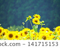 Sunflower field spreading to one side 141715153