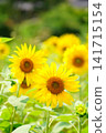Sunflower field spreading to one side 141715154