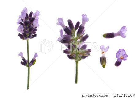 Lavender flowers, white background Lavender flowers, white background 141715167