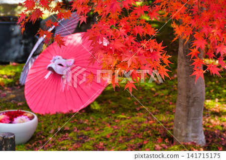京都少林寺:美麗的秋葉(京都府京都市東山區) 京都少林寺:美麗的秋葉(京都府京都市東山區) 141715175