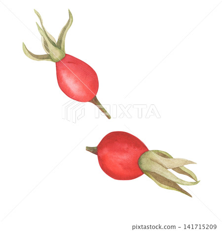 Watercolor rose hip fruit isolated on white Watercolor rose hip fruit isolated on white 141715209