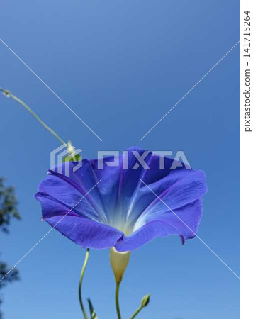 牽牛花、夏天、暑假 牽牛花、夏天、暑假 141715264